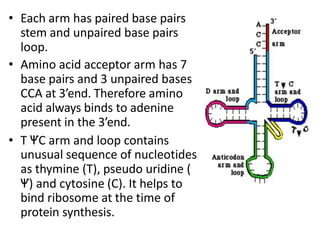 • Each arm has paired base pairs
stem and unpaired base pairs
loop.
• Amino acid acceptor arm has 7
base pairs and 3 unpaired bases
CCA at 3’end. Therefore amino
acid always binds to adenine
present in the 3’end.
• T ѰC arm and loop contains
unusual sequence of nucleotides
as thymine (T), pseudo uridine (
Ѱ) and cytosine (C). It helps to
bind ribosome at the time of
protein synthesis.
 