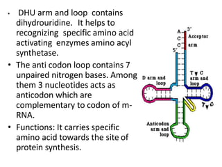 • DHU arm and loop contains
dihydrouridine. It helps to
recognizing specific amino acid
activating enzymes amino acyl
synthetase.
• The anti codon loop contains 7
unpaired nitrogen bases. Among
them 3 nucleotides acts as
anticodon which are
complementary to codon of m-
RNA.
• Functions: It carries specific
amino acid towards the site of
protein synthesis.
 