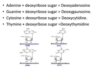 • Adenine + deoxyribose sugar = Deoxyadenosine
• Guanine + deoxyribose sugar = Deoxygaunosine.
• Cytosine + deoxyribose sugar = Deoxycytidine.
• Thymine + deoxyribose sugar =Deoxythymidine
 