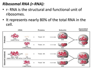 Ribosomal RNA (r-RNA):
• r- RNA is the structural and functional unit of
ribosomes.
• It represents nearly 80% of the total RNA in the
cell.
 