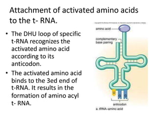 Attachment of activated amino acids
to the t- RNA.
• The DHU loop of specific
t-RNA recognizes the
activated amino acid
according to its
anticodon.
• The activated amino acid
binds to the 3ed end of
t-RNA. It results in the
formation of amino acyl
t- RNA.
 
