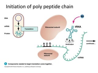 Initiation of poly peptide chain
 