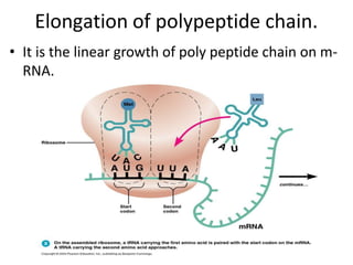 Elongation of polypeptide chain.
• It is the linear growth of poly peptide chain on m-
RNA.
 