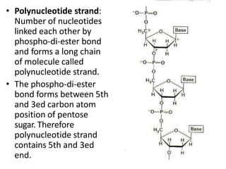 • Polynucleotide strand:
Number of nucleotides
linked each other by
phospho-di-ester bond
and forms a long chain
of molecule called
polynucleotide strand.
• The phospho-di-ester
bond forms between 5th
and 3ed carbon atom
position of pentose
sugar. Therefore
polynucleotide strand
contains 5th and 3ed
end.
 
