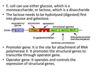 • E. coli can use either glucose, which is a
monosaccharide, or lactose, which is a disaccharide
• The lactose needs to be hydrolysed (digested) first
into glucose and galactose.
• Promoter gene: It is the site for attachment of RNA
polymerase II. It promotes the structural genes to
transcribe through operator gene.
• Operator gene: it operates and controls the
expression of structural genes.
 