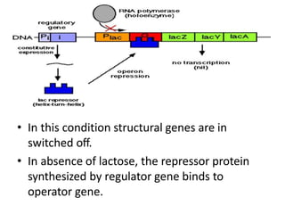 • In this condition structural genes are in
switched off.
• In absence of lactose, the repressor protein
synthesized by regulator gene binds to
operator gene.
 