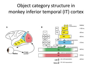Object category structure in
monkey inferior temporal (IT) cortex
 