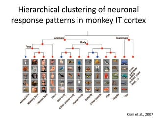 Hierarchical clustering of neuronal
response patterns in monkey IT cortex
Kiani et al., 2007
 