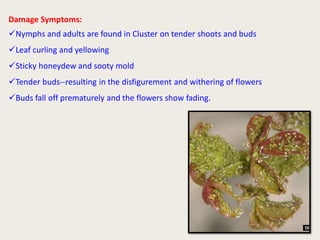 Putrid Stench Roses Roses pests and management's of all pests | PDF