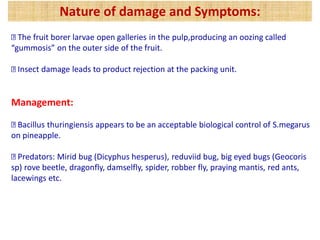Bug With Pulp Pineapple pest and management of all pes | PDF