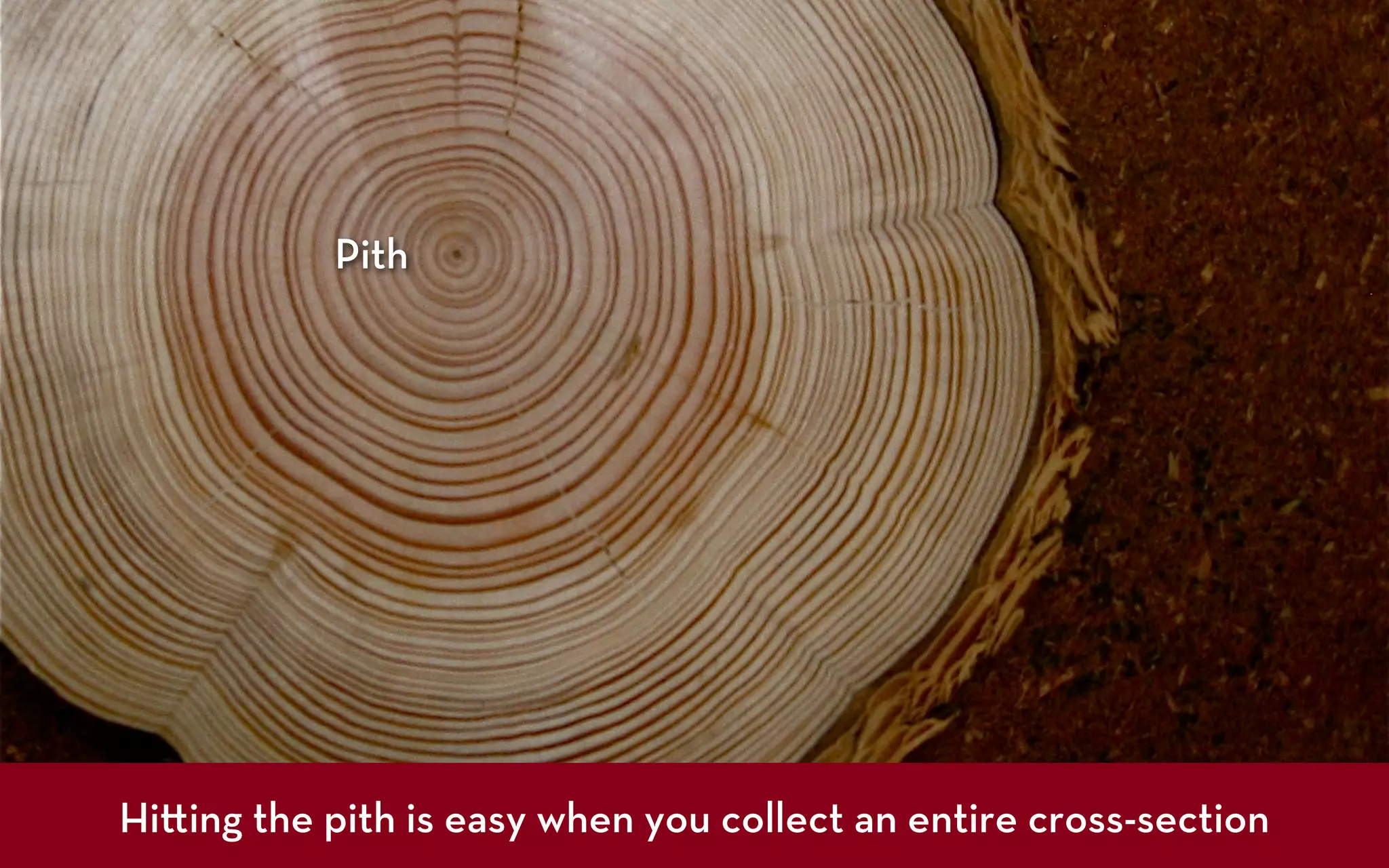 Pith




Hi ing the pith is easy when you collect an entire cross-section
 