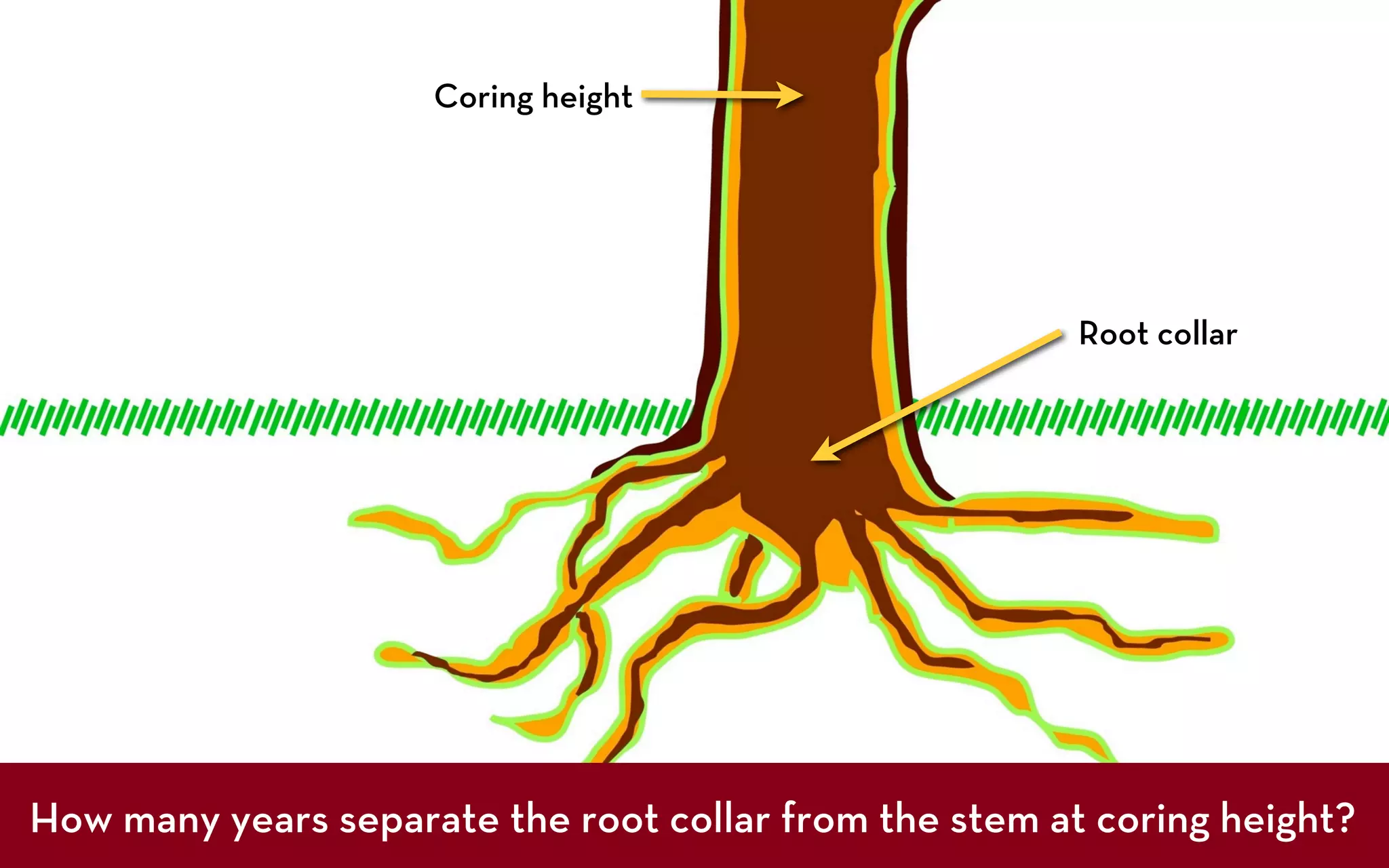 Coring height




                                                        Root collar




How many years separate the root collar from the stem at coring height?
 
