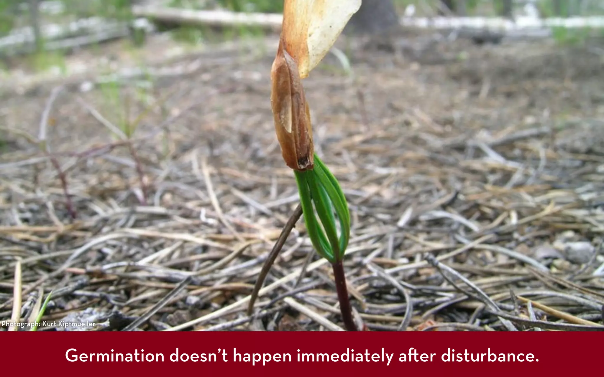 Photograph: Kurt Kipfmueller



                  Germination doesn’t happen immediately a er disturbance.
 