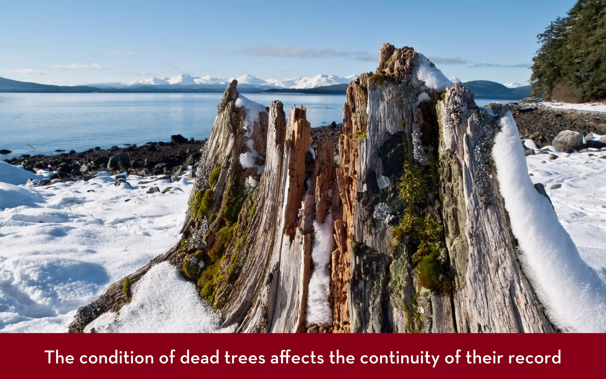 The condition of dead trees aﬀects the continuity of their record
Photograph: John Krumm
 