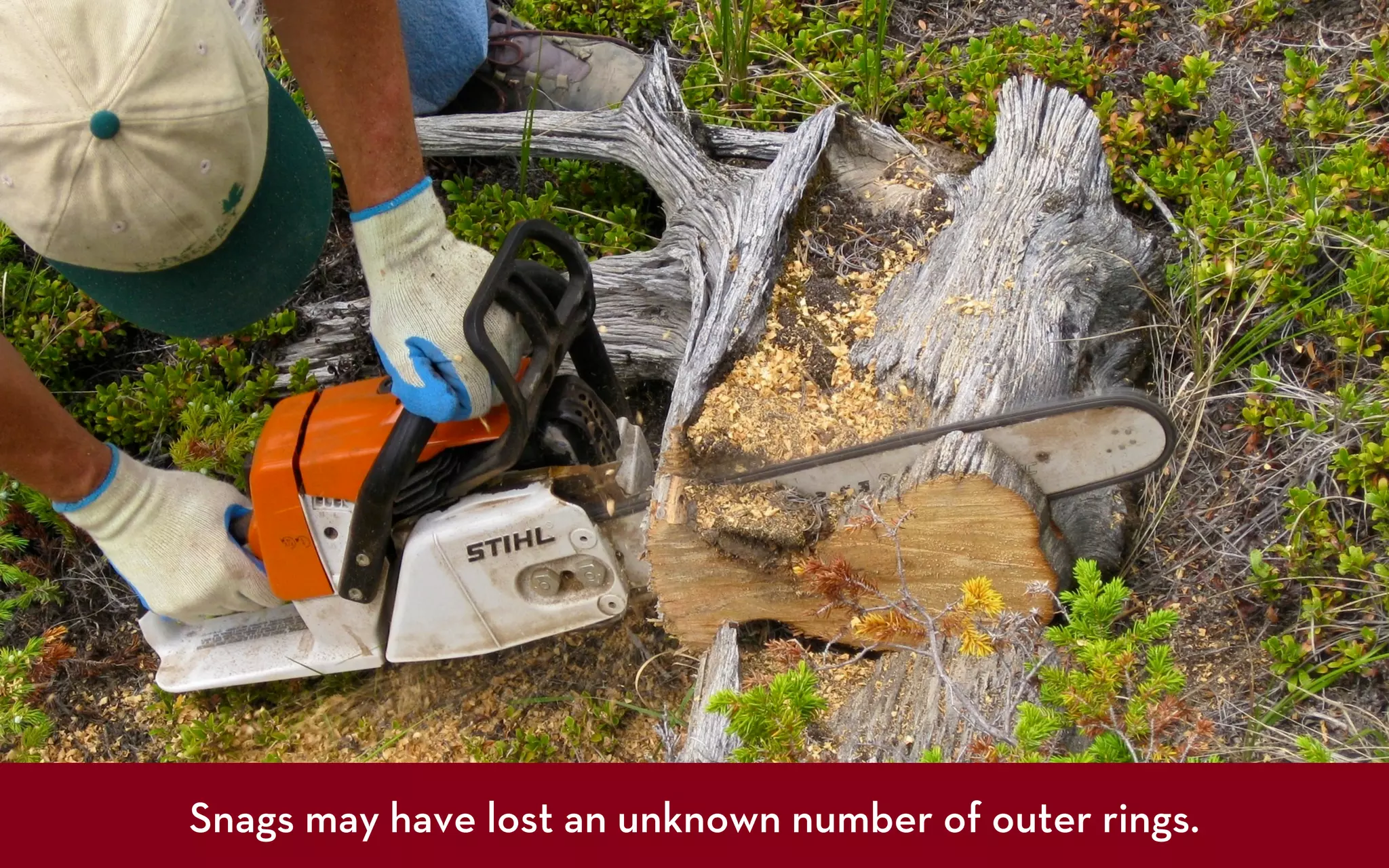 Snags may have lost an unknown number of outer rings.
 