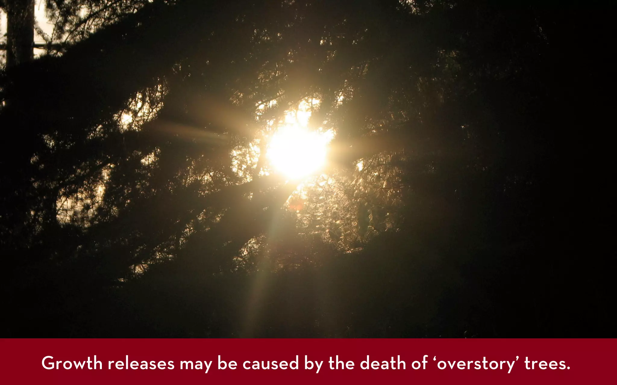 Growth releases may be caused by the death of ‘overstory’ trees.
 