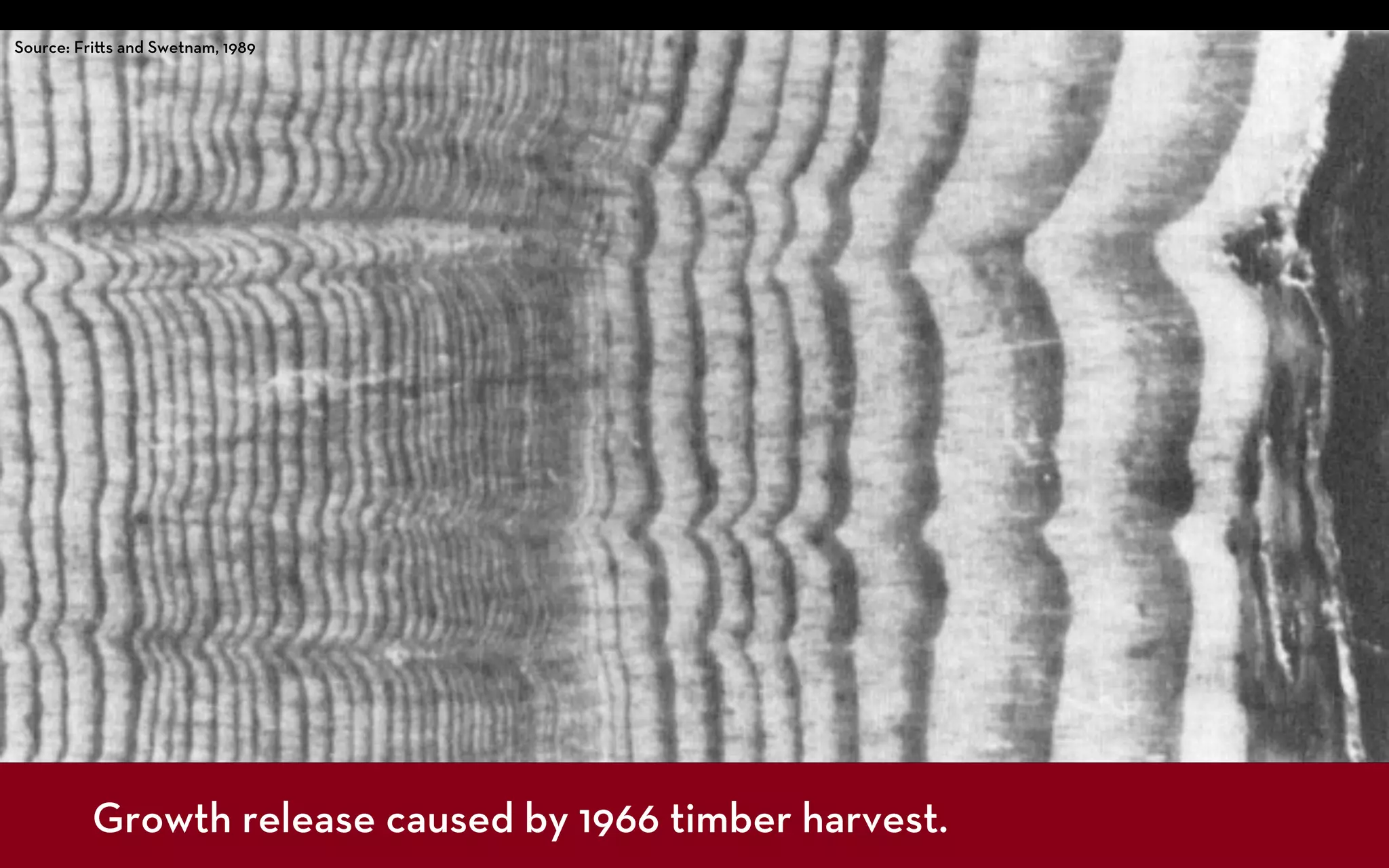 Source: Fri s and Swetnam, 1989




         Growth release caused by 1966 timber harvest.
 