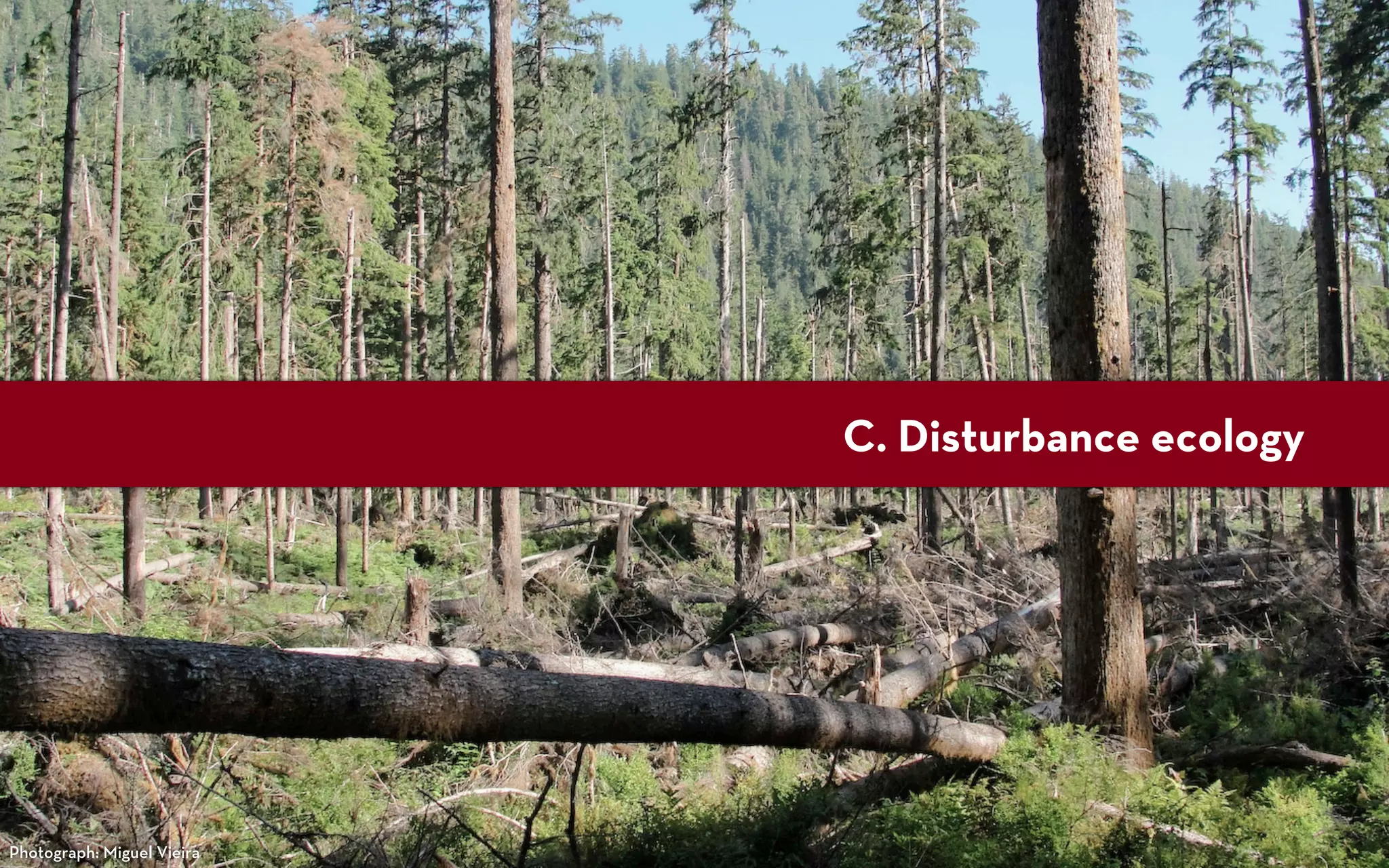 C. Disturbance ecology




Photograph: Miguel Vieira
 