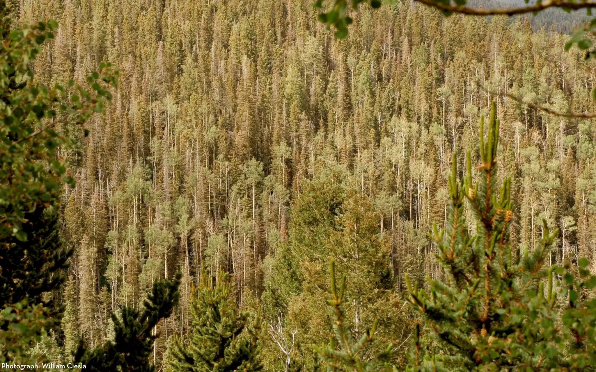 Photograph: William Ciesla
 