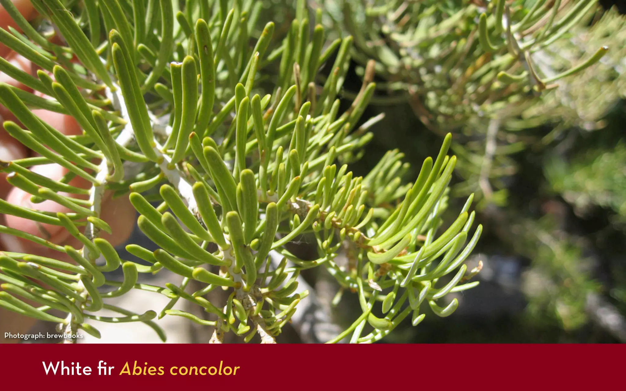 Photograph: brewbooks



         White ﬁr Abies concolor
 