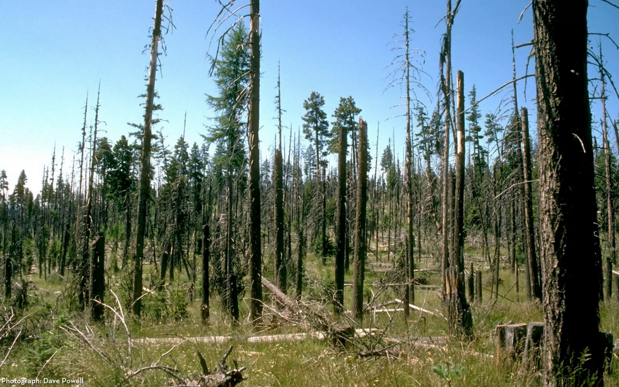 Photograph: Dave Powell
 