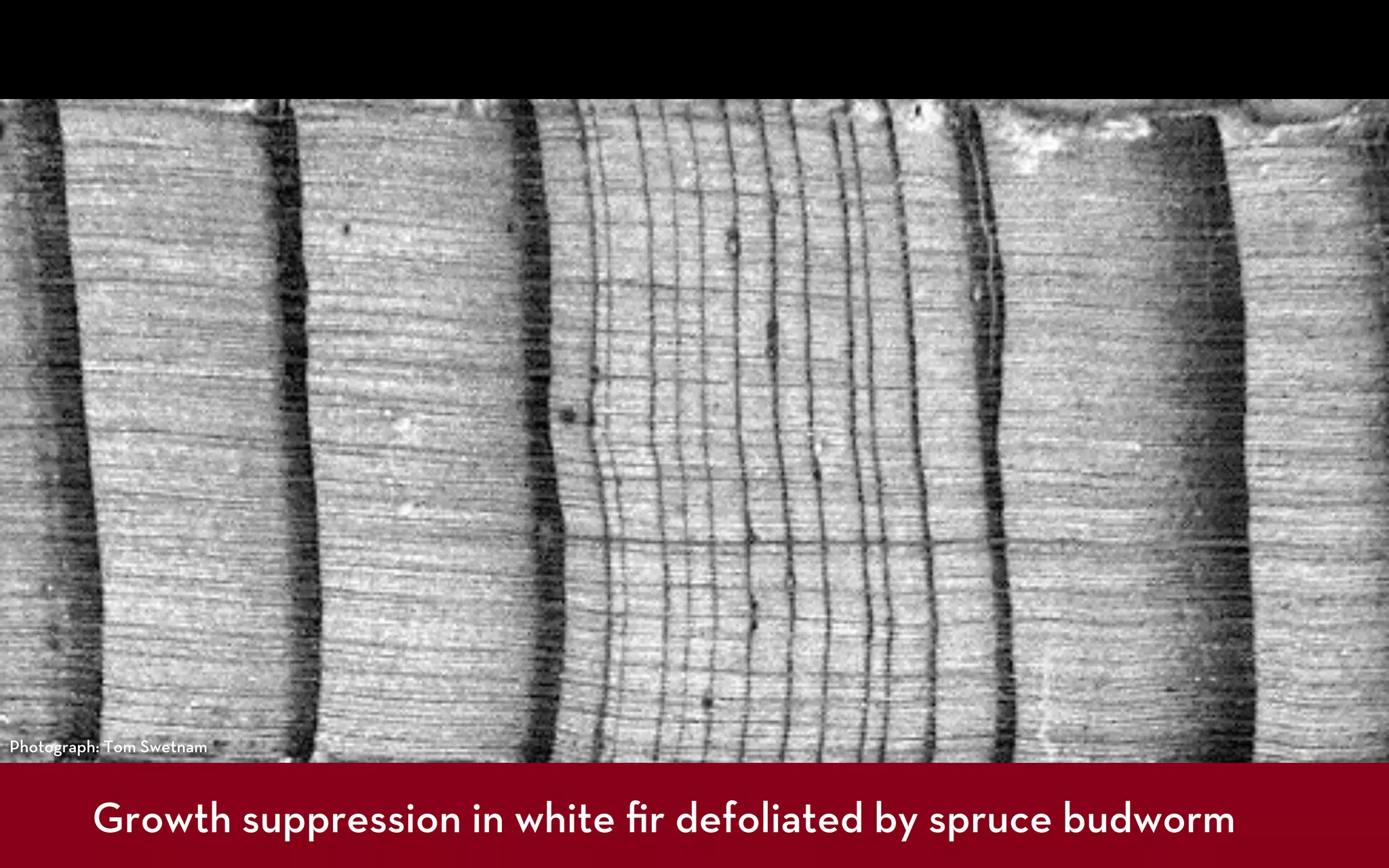 Photograph: Tom Swetnam



         Growth suppression in white ﬁr defoliated by spruce budworm
 