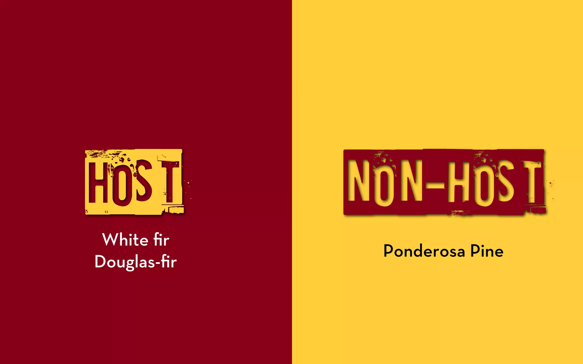 HOST         NON-hOST
 White ﬁr
              Ponderosa Pine
Douglas-ﬁr
 