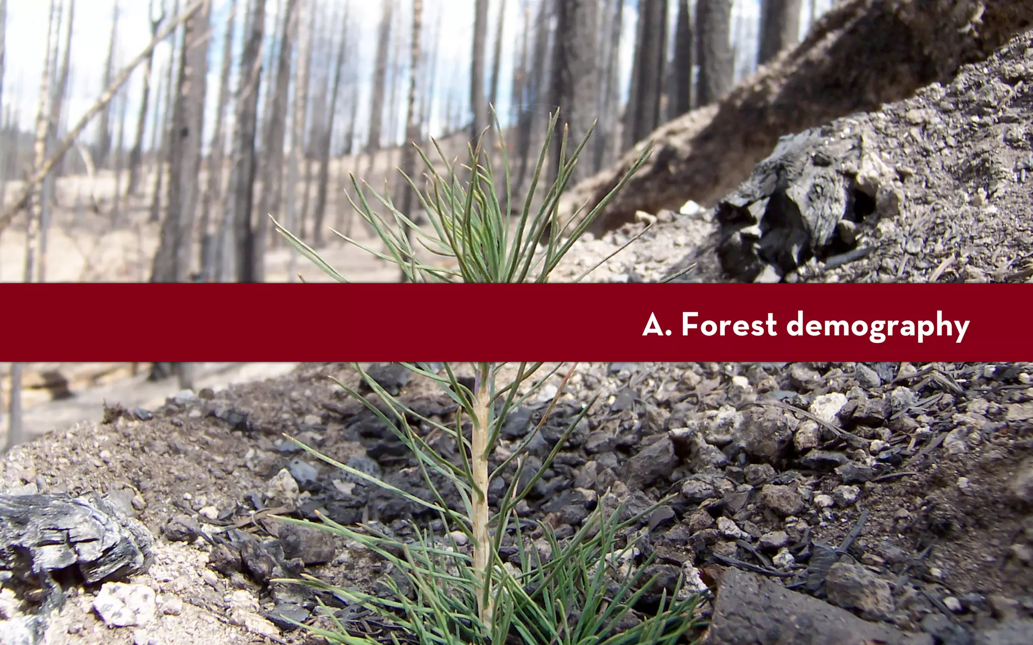 A. Forest demography
 