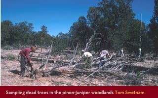 Sampling dead trees in the pinon-juniper woodlands Tom Swetnam
 