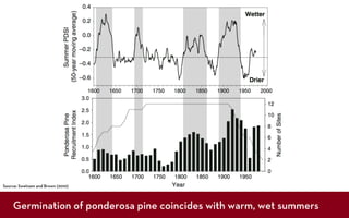 Source: Swetnam and Brown (2010)



    Germination of ponderosa pine coincides with warm, wet summers
 