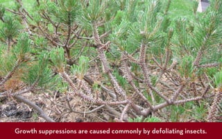 Photograph: Eli Sagor



          Growth suppressions are caused commonly by defoliating insects.
 