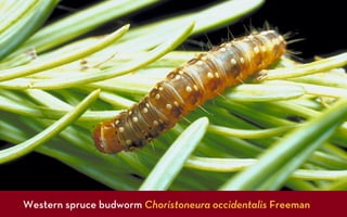 Western spruce budworm Choristoneura occidentalis Freeman
 