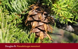 Douglas-ﬁr Pseudotsuga menziesii
 