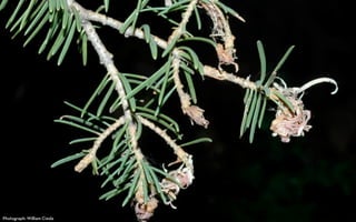 Photograph: William Ciesla
 