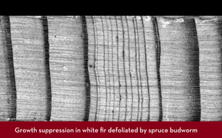 Photograph: Tom Swetnam



         Growth suppression in white ﬁr defoliated by spruce budworm
 