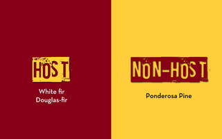 HOST         NON-hOST
 White ﬁr
              Ponderosa Pine
Douglas-ﬁr
 