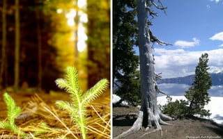 Photograph: Dawn Hopkins   Photograph: Kurt Kipfmueller
 