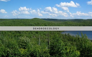 DENDROECOLOGY
 