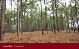Photograph: Chris M.



Longleaf pine Pinus palustris
 