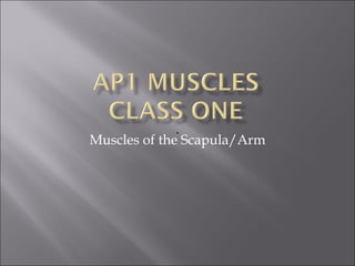 Muscles of the Scapula/Arm 