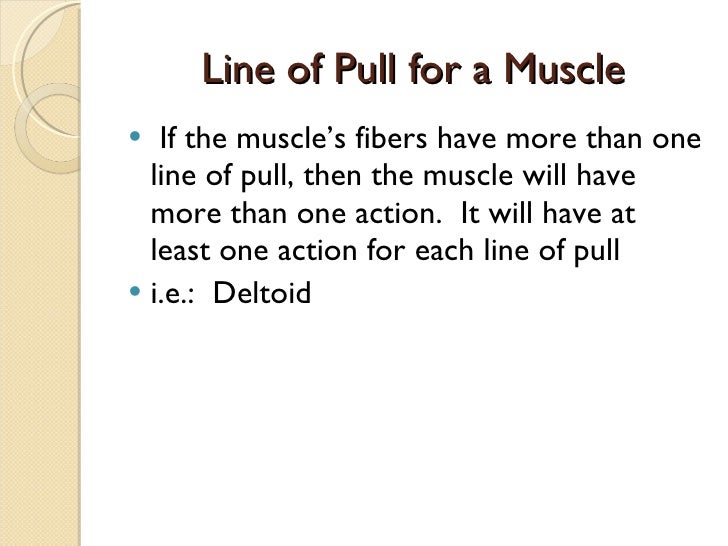 Class 1 Ap1 Muscles