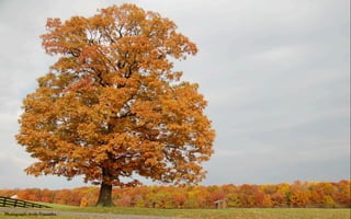 Tree at Chancellorsville




Photograph: Andy Frasse o
 