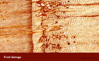 Frost damage   Photograph: Howard Arno
                Photo: Howard Arnott
 