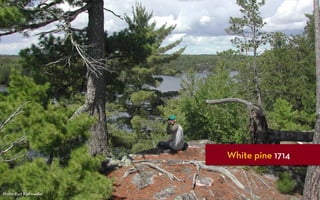 White pine 1714


Photo: Kurt Kipfmueller
 