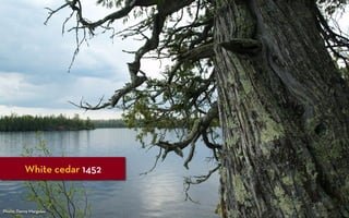 White cedar 1452


Photo: Danny Margoles
 