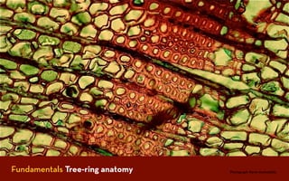 Fundamentals Tree-ring anatomy   Photograph: Kevin Anchukaitis
 