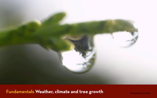 Fundamentals Weather, climate and tree growth   Photograph: dr_tim_1956
 