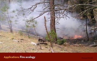 Applications Fire ecology   Photograph: Don Falk
 