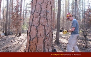 Photo: Calvin Ferris   Kurt Kipfmueller University of Minnesota
 