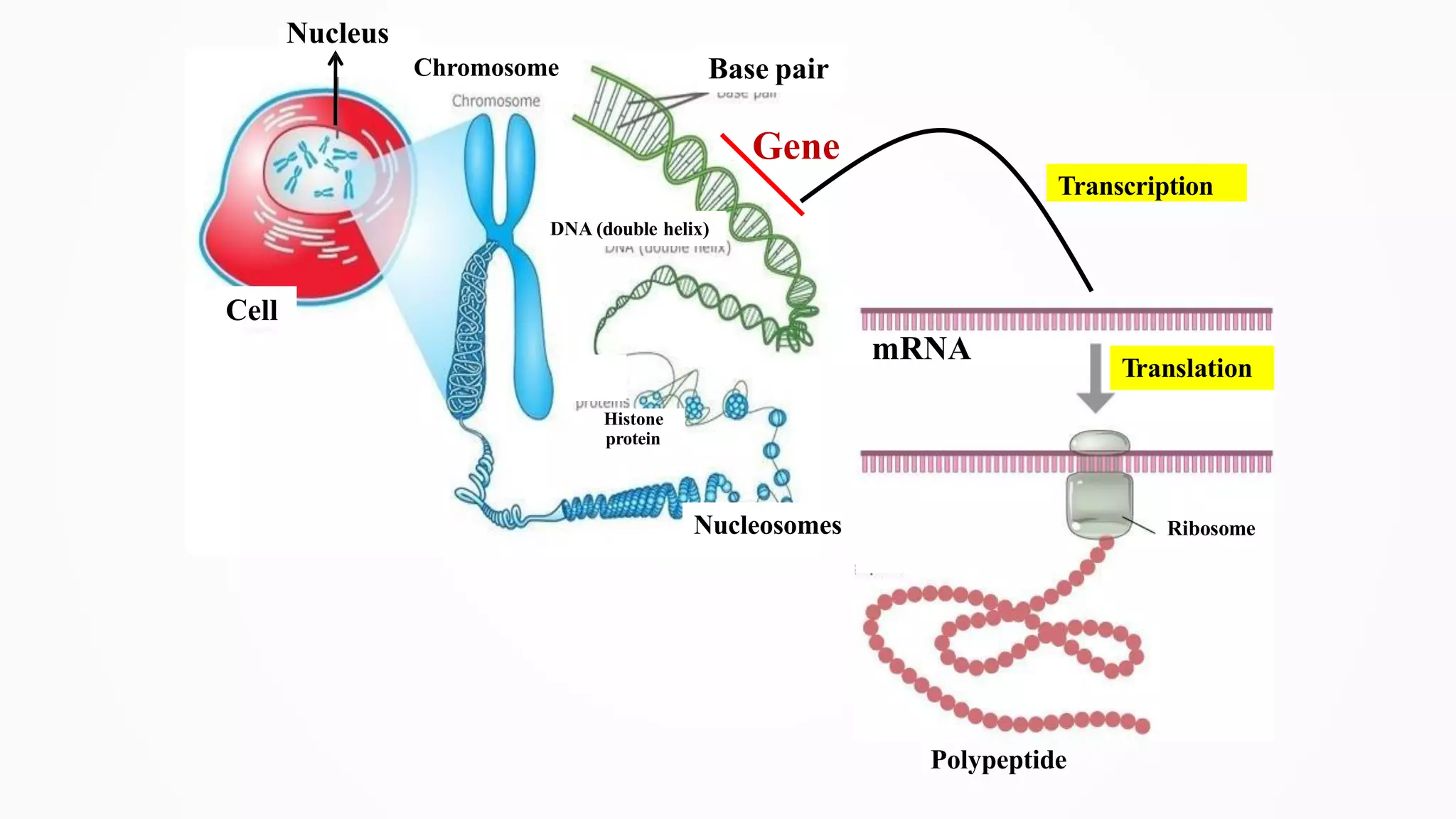 Nucleus
Cell
Chromosome Base pair
DNA (double helix)
Histone
protein
Nucleosomes
Gene
Polypeptide
Ribosome
mRNA
Translation
Transcription
 